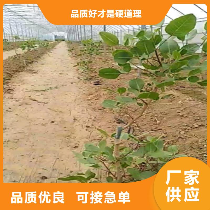 开心果苹果苗源头厂商本地供应商