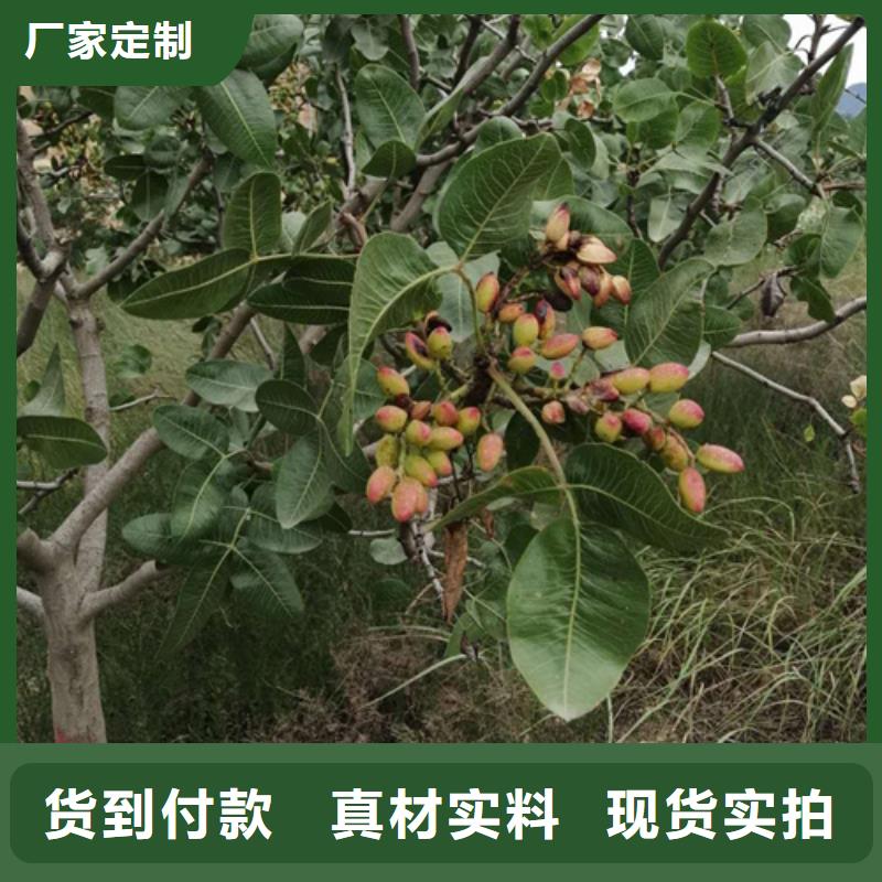 【开心果】-苹果苗厂家直销售后完善同城公司