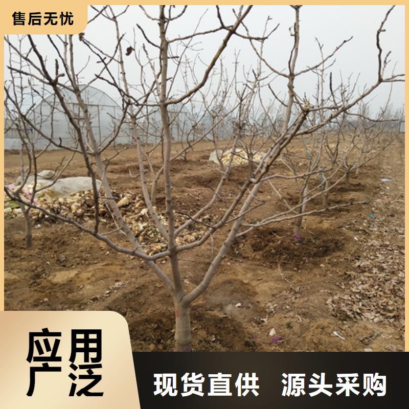 【开心果苹果苗低价货源】本地服务商