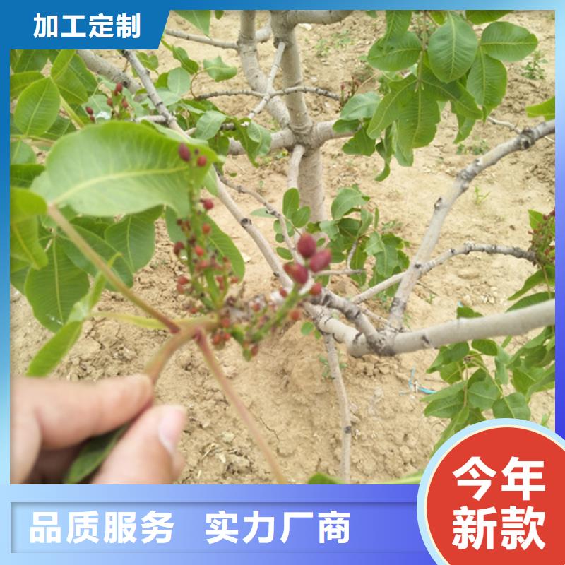 开心果北美冬青专业的生产厂家精选优质材料