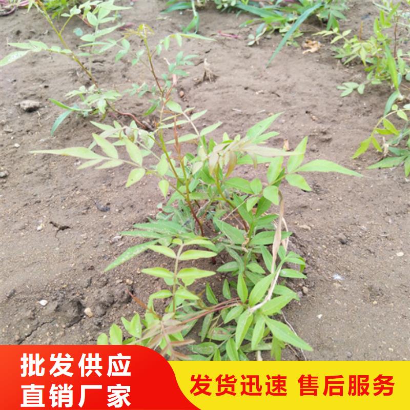 开心果樱桃苗源头厂家量大价优好产品价格低