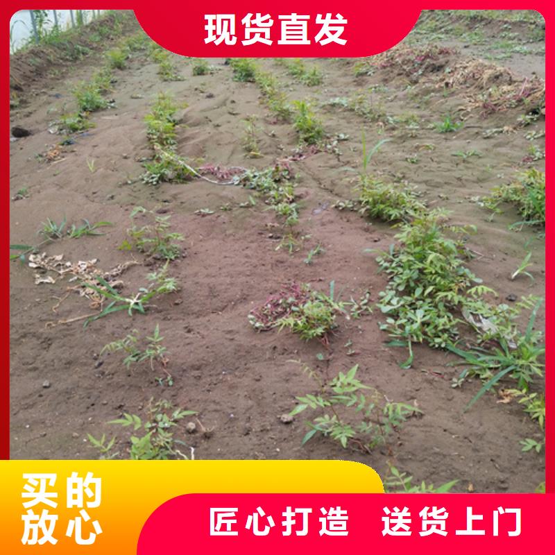 【开心果_苹果苗货到付款】生产厂家