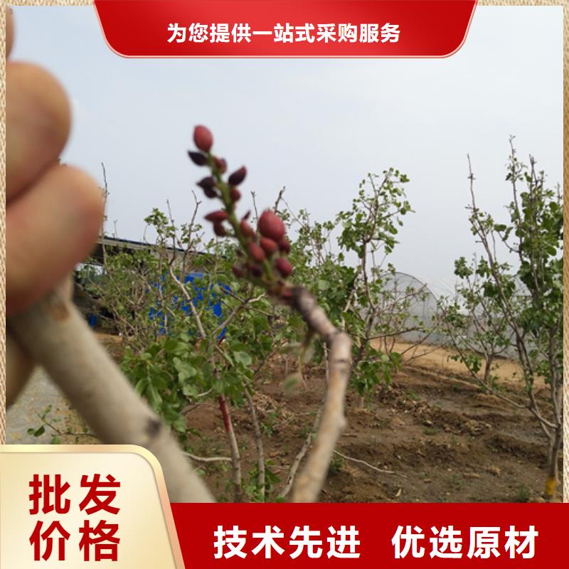 开心果草莓苗可接急单本地制造商