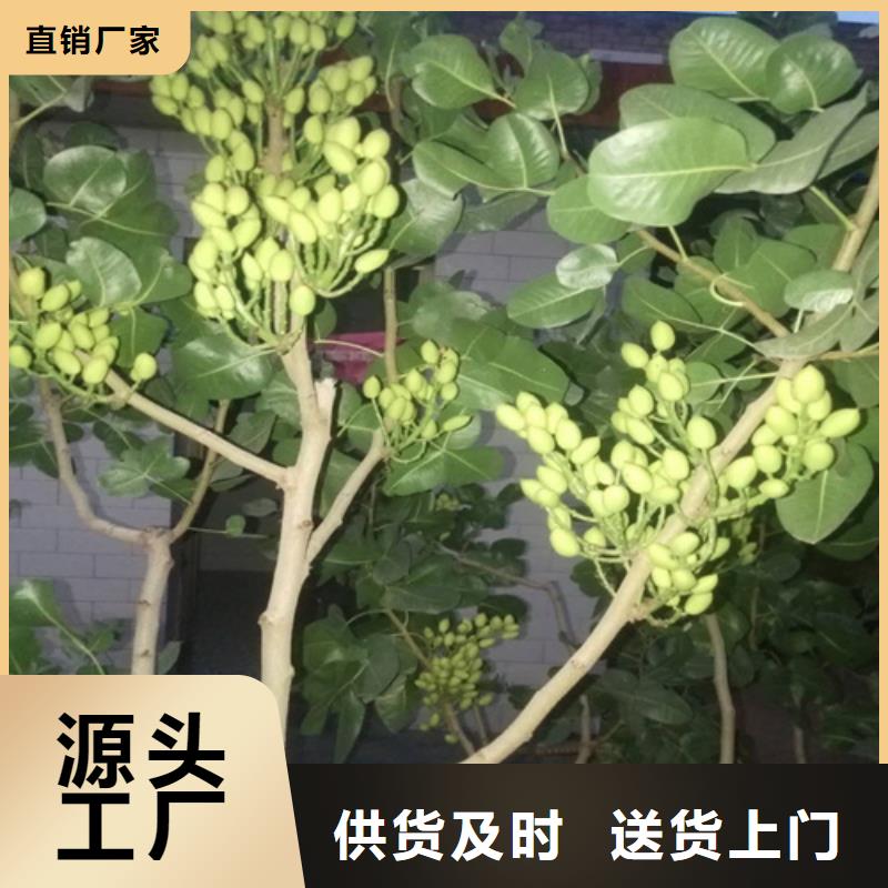 开心果桃树苗质保一年附近货源