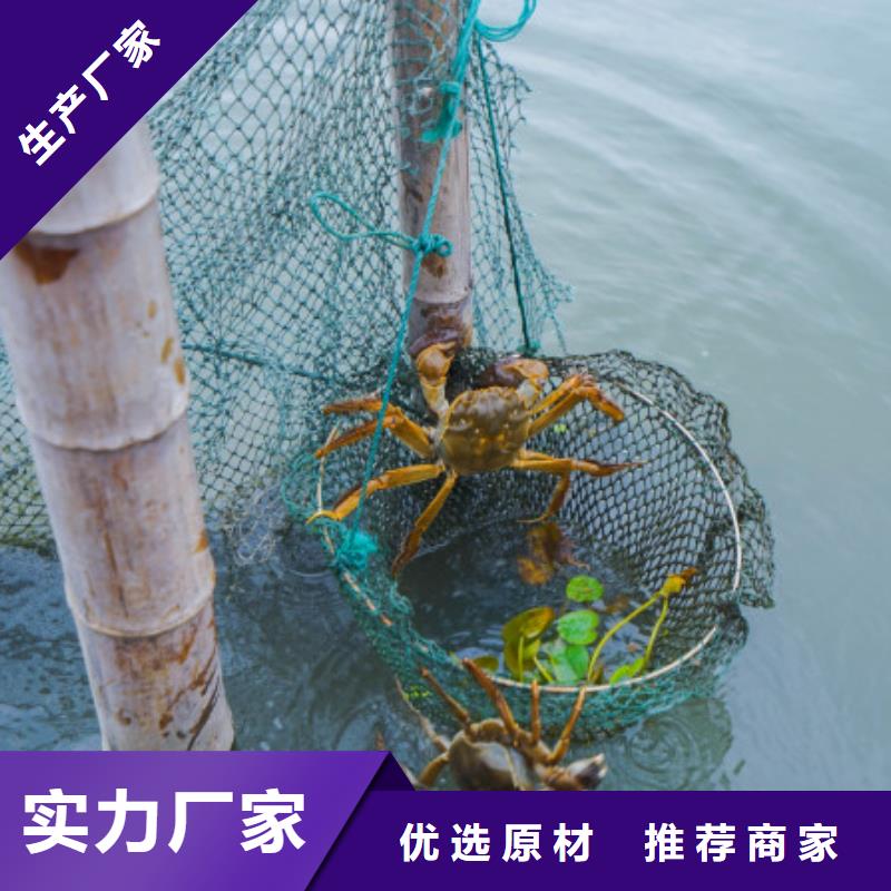 现货供应阳澄湖大闸蟹_厂家当地公司