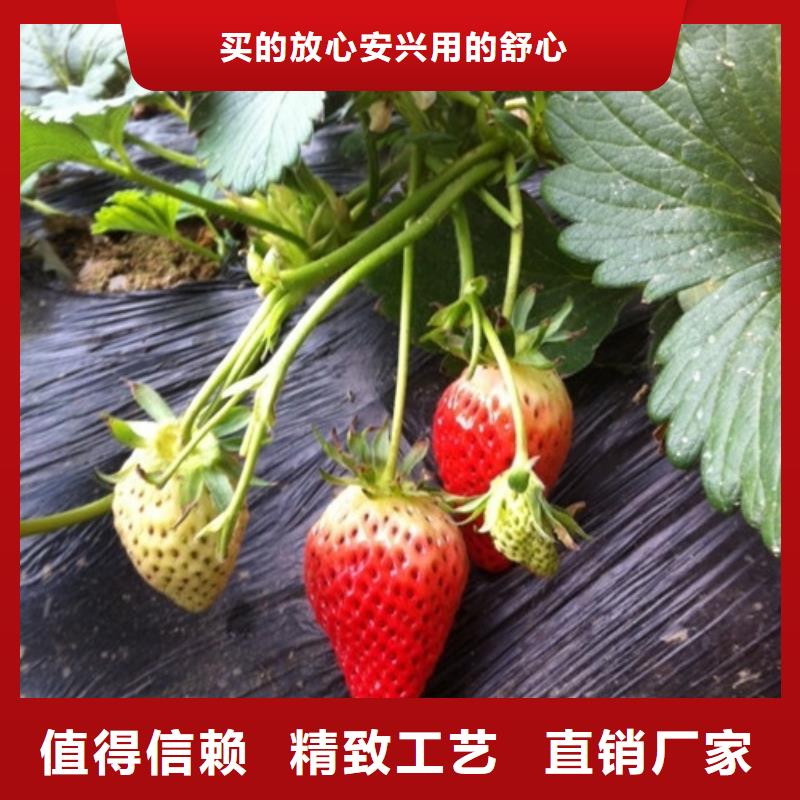 【草莓苗】大棚草莓苗符合国家标准附近生产厂家