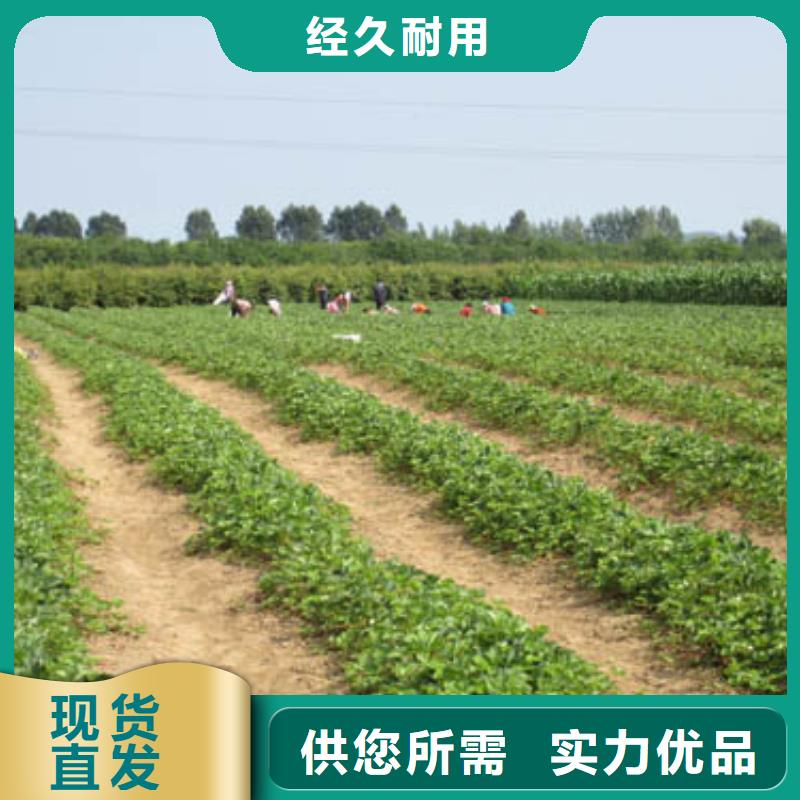 【草莓苗】大棚草莓苗多种场景适用本地制造商