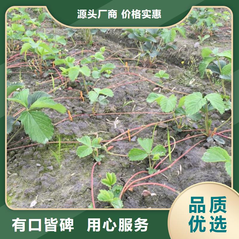 【草莓苗】大红袍花椒苗出厂价工厂采购