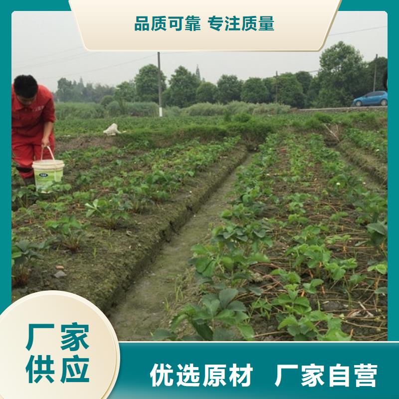 草莓苗【果树苗批发基地】买的放心安兴用的舒心本地服务商