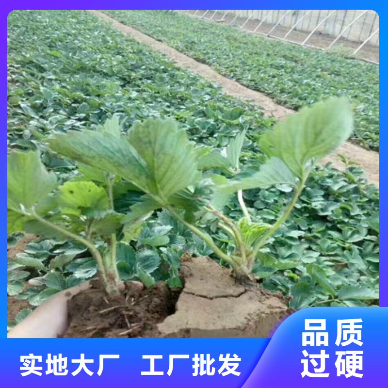 草莓苗苹果苗加工定制附近品牌