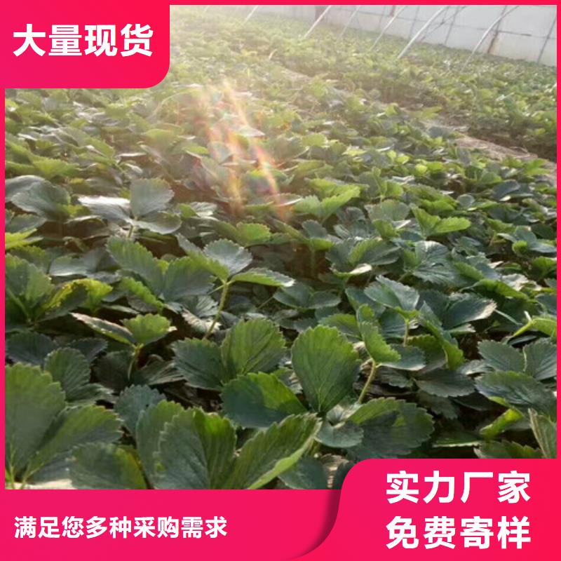 【草莓苗_青苹果树苗用品质赢得客户信赖】当地品牌