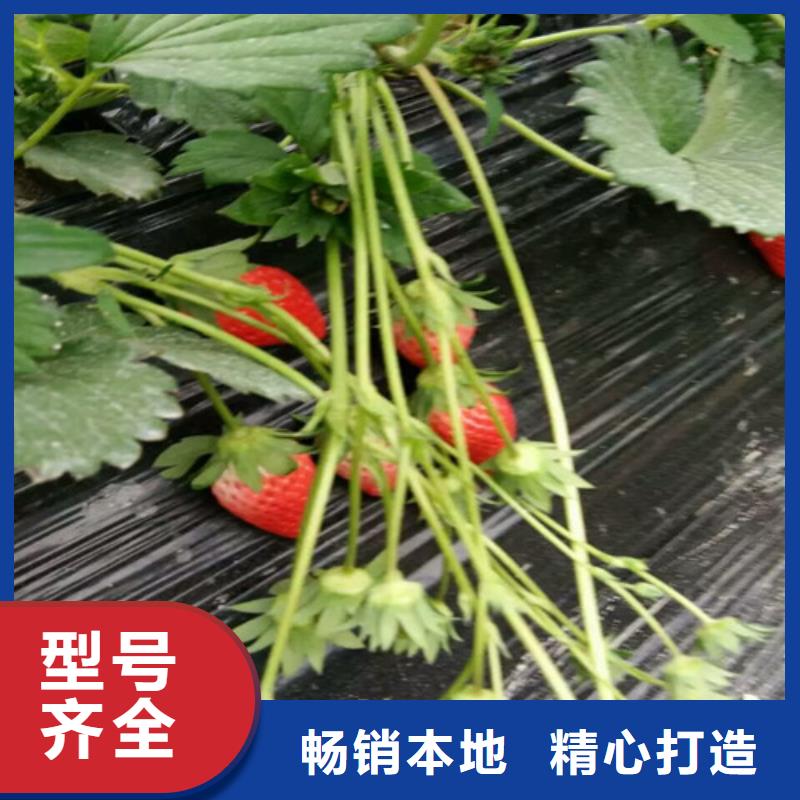 草莓苗【大棚草莓苗】今年新款精心推荐