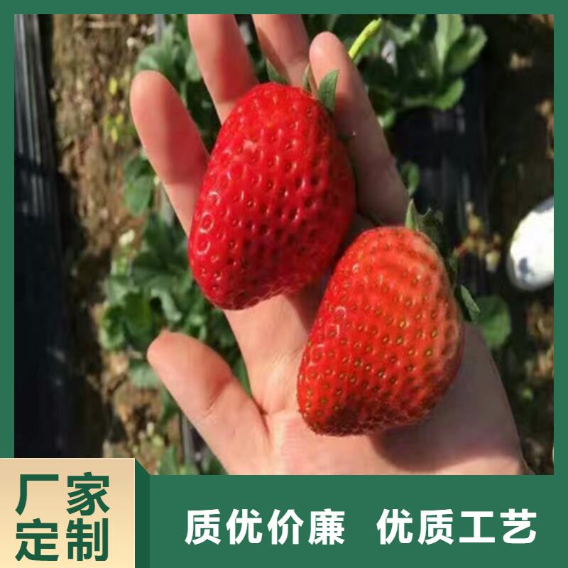 草莓苗果树苗批发基地严谨工艺质检合格发货