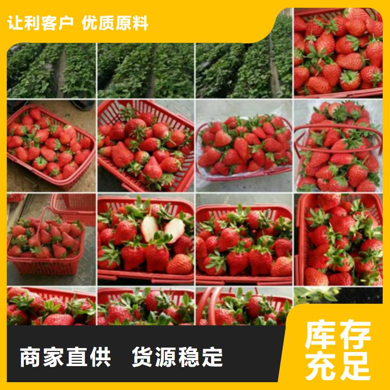 草莓苗葡萄苗工期短发货快老品牌厂家