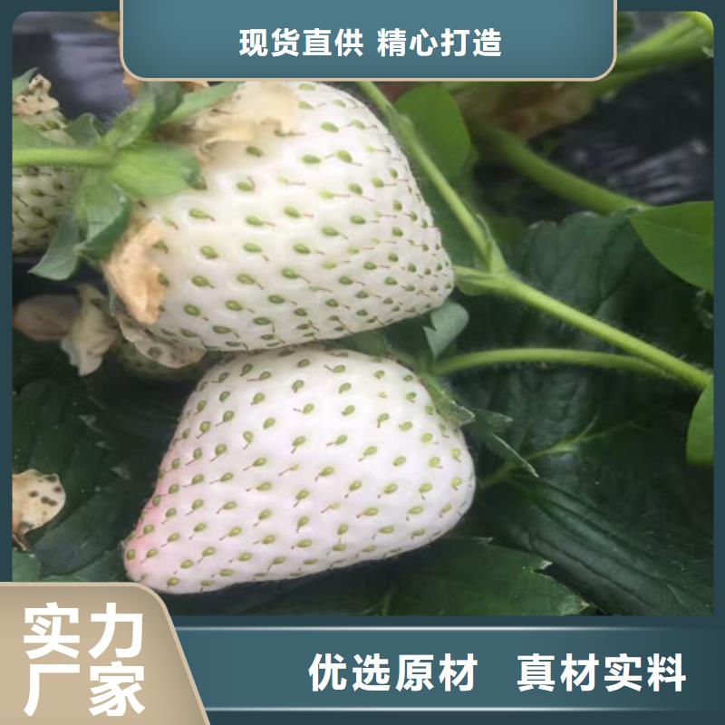 【草莓苗】黄桃树苗质保一年好品质经得住考验