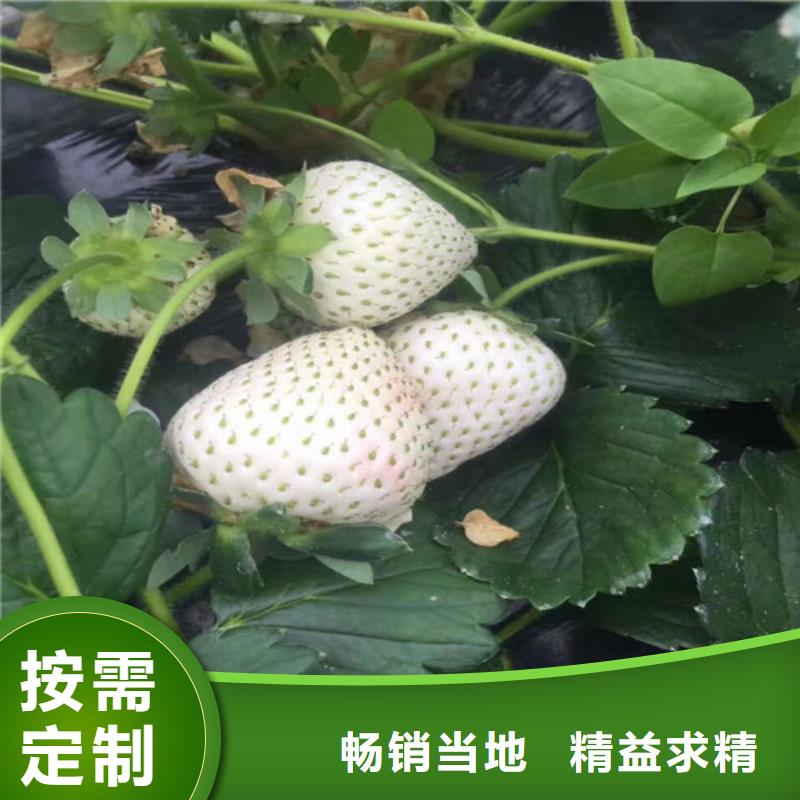 【草莓苗黑珍珠草莓苗自产自销】厂家定制