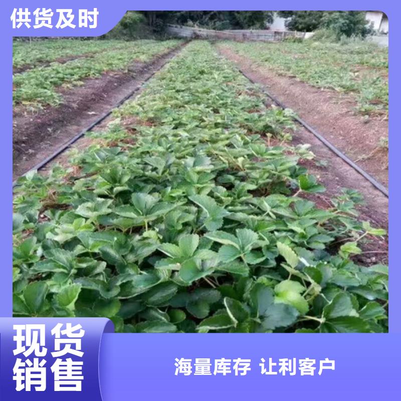 【草莓苗】红蜜桃树苗产地厂家直销厂家