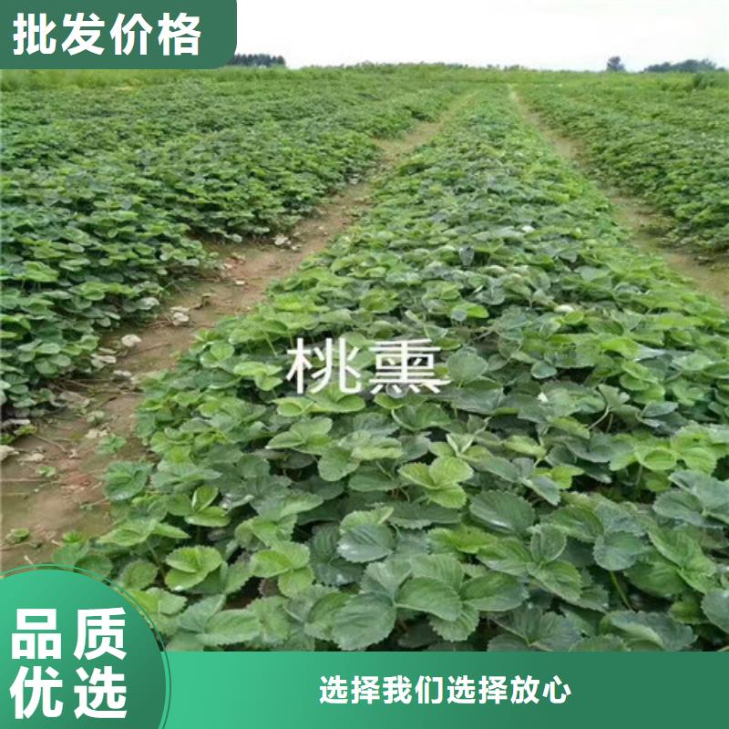 草莓苗苹果苗厂家工艺先进产品细节参数