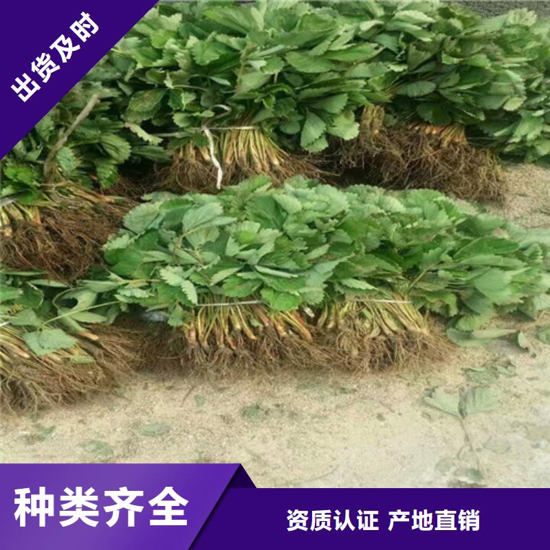 草莓苗葡萄苗检验发货品质保障价格合理