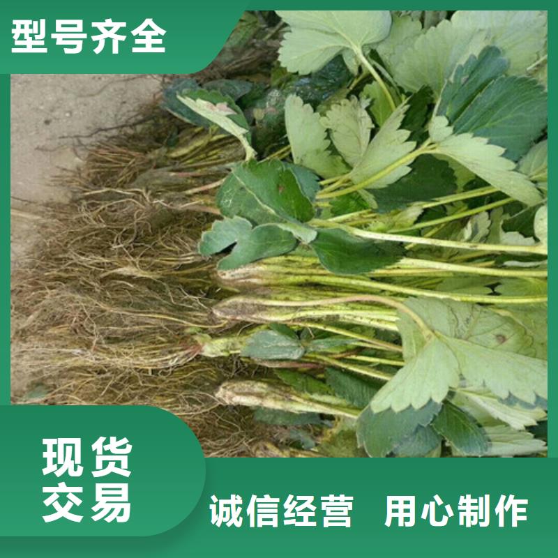 草莓苗桃树苗源头实体厂商专注生产制造多年