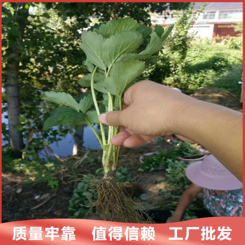 【草莓苗】大棚草莓苗为您精心挑选厂家直销直供