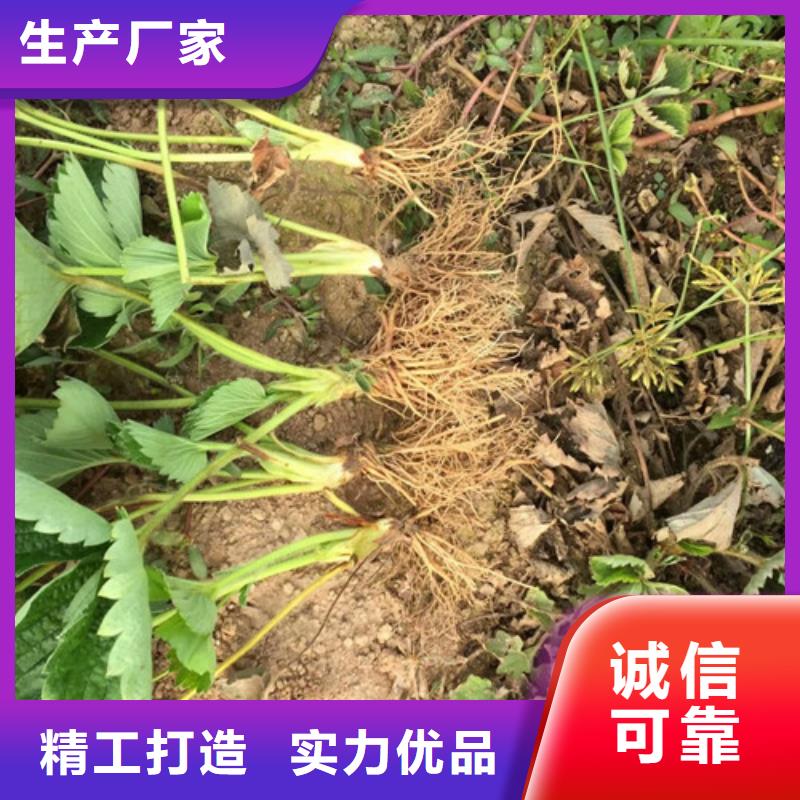 【草莓苗】草莓苗价格细节严格凸显品质厂诚信经营