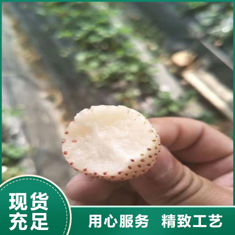 【草莓苗大棚草莓苗专业厂家】品质保证