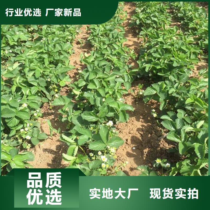 草莓苗-【无花果树苗】今日新品同城货源