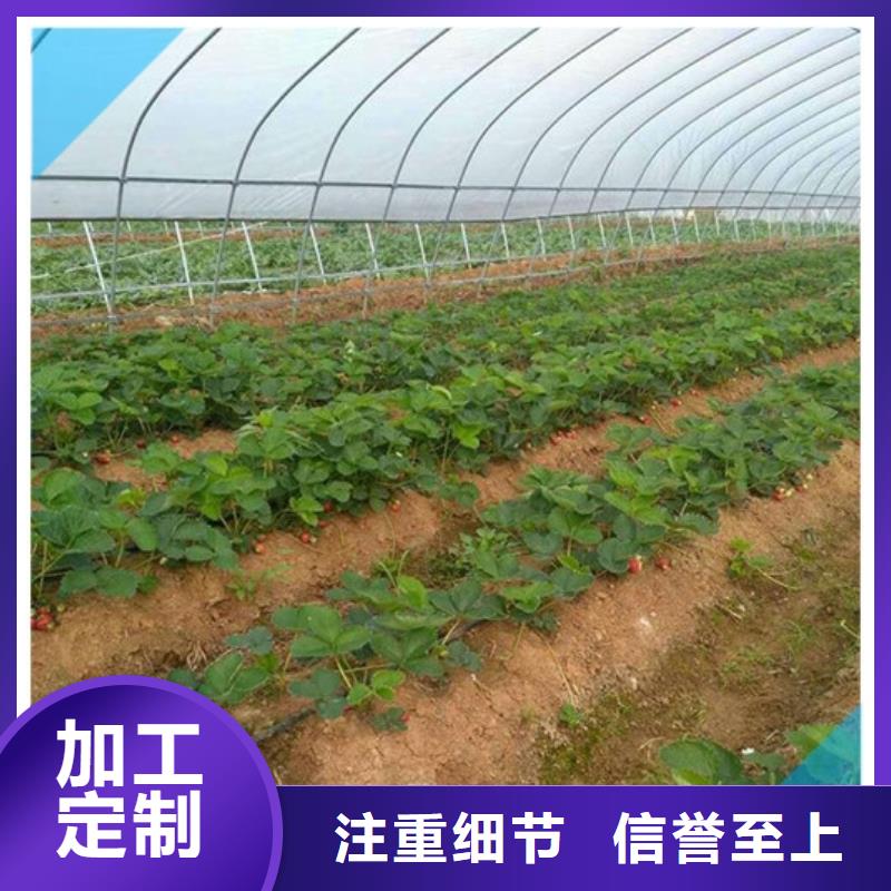 【草莓苗】_草莓苗价格实力商家供货稳定厂家现货批发