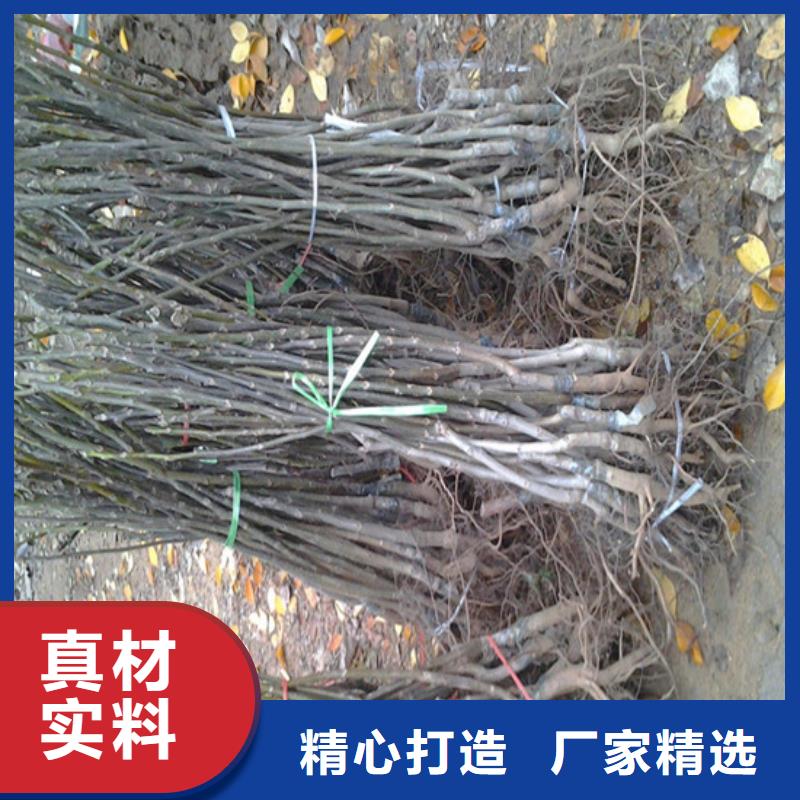 【核桃苗黑珍珠草莓苗直销厂家】值得信赖