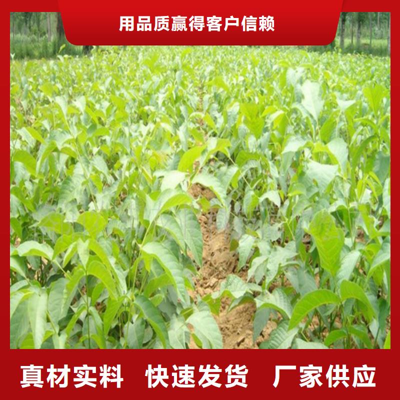 核桃苗大棚草莓苗支持大小批量采购实体厂家大量现货