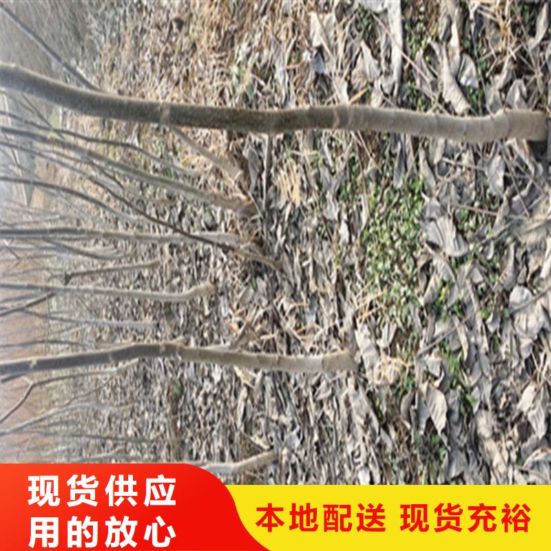 【核桃苗无籽葡萄树苗价格实在】附近供应商