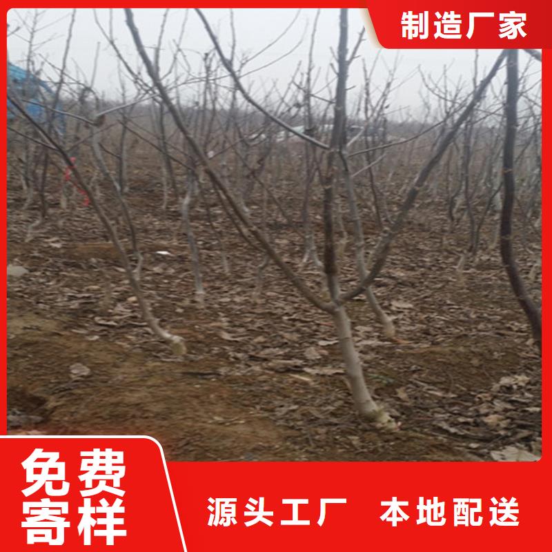 核桃苗青苹果树苗批发商支持大小批量采购