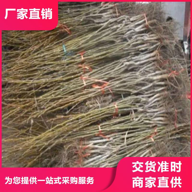 核桃苗莫妮卡西梅树苗推荐厂家品质优选