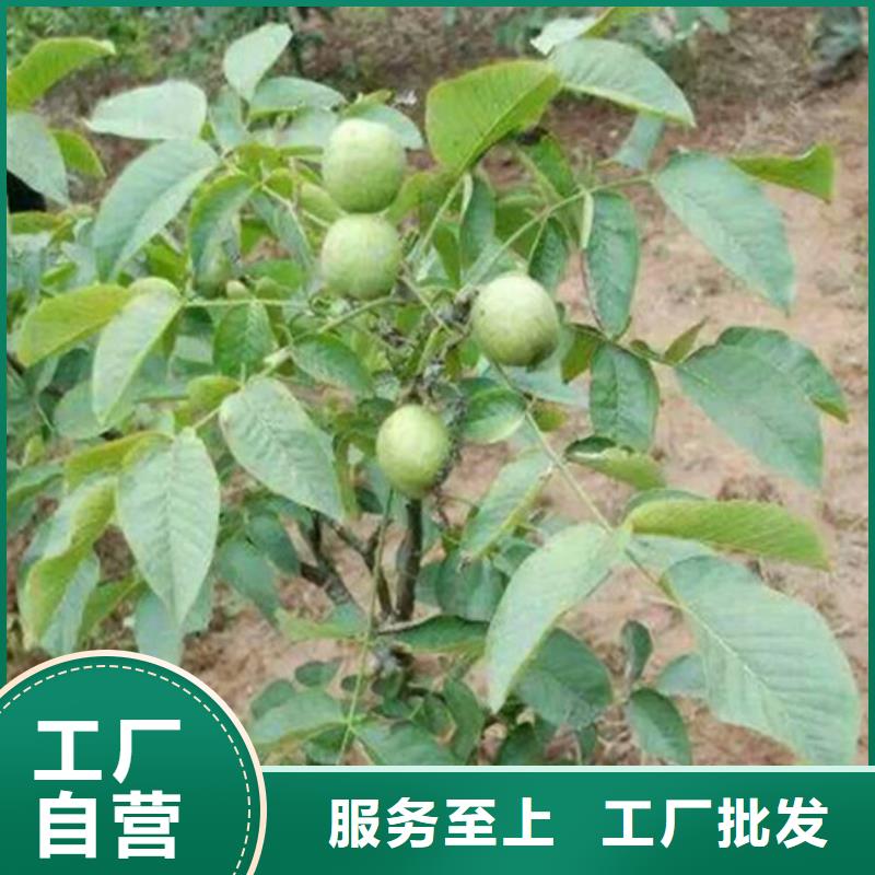 核桃苗,甜柿子树苗严格把控质量支持非标定制