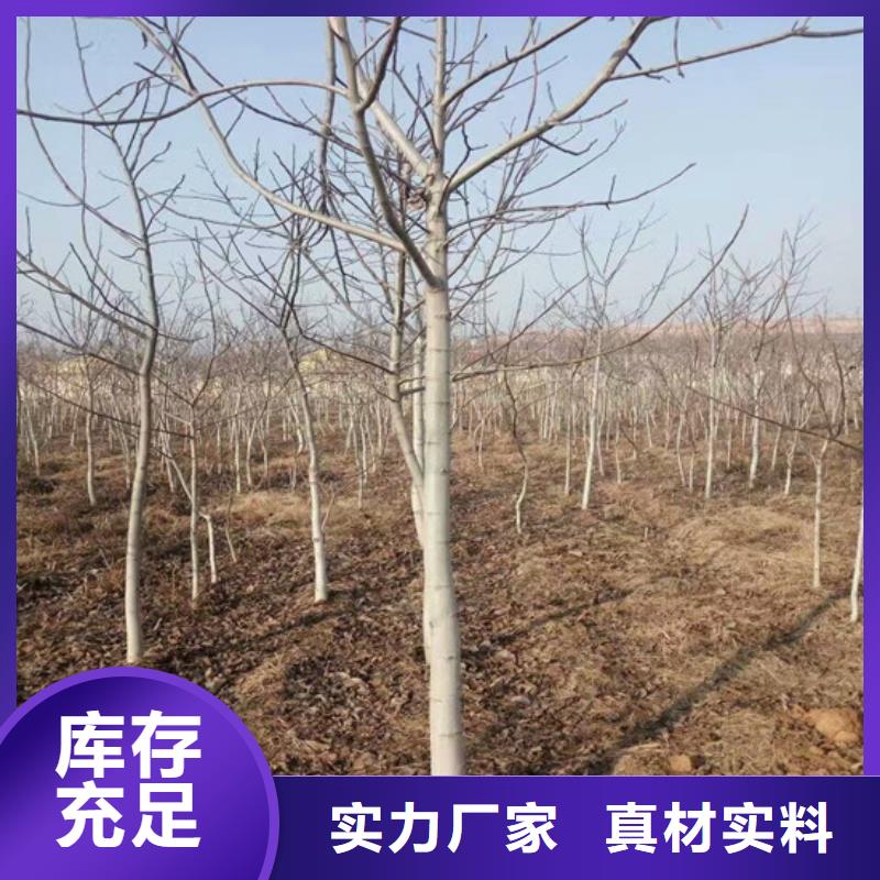 核桃苗【桃树苗基地】严谨工艺您身边的厂家