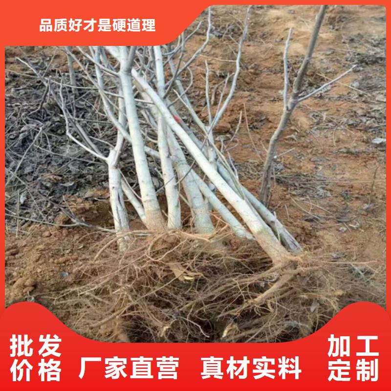 核桃苗_大棚草莓苗免费寄样价格实惠