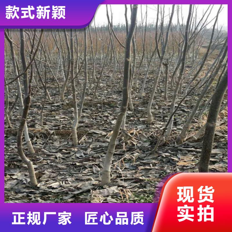 【核桃苗,吉塞拉6号砧木现货供应】服务至上