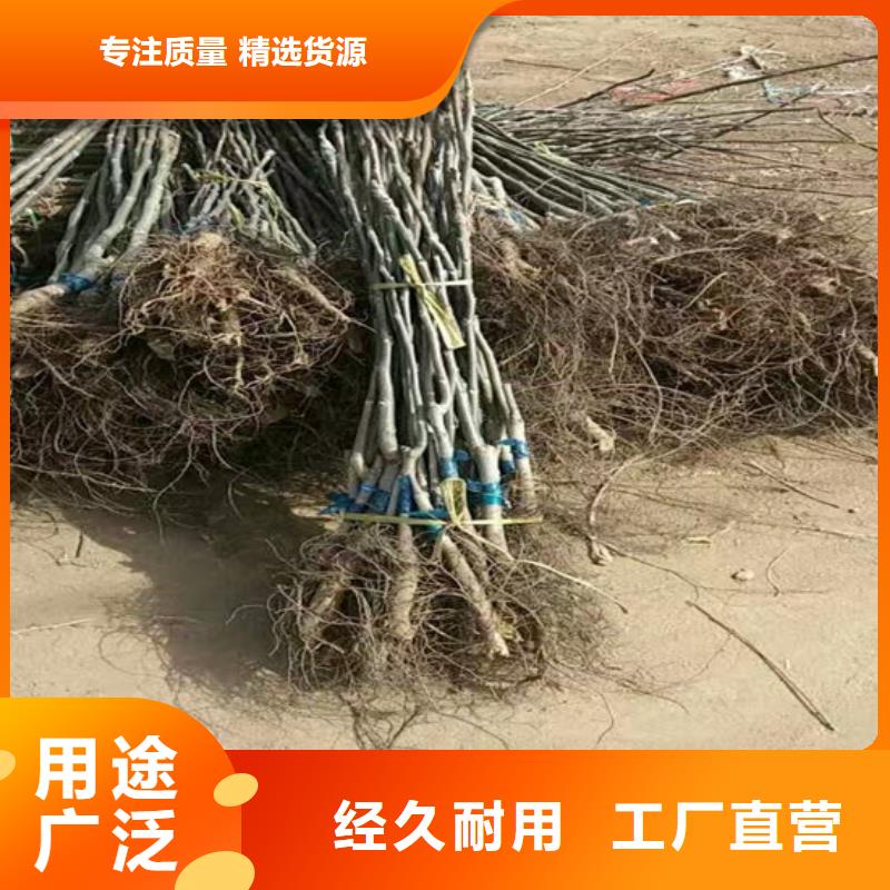 核桃苗艾琳娜西梅树苗优选厂家性价比高