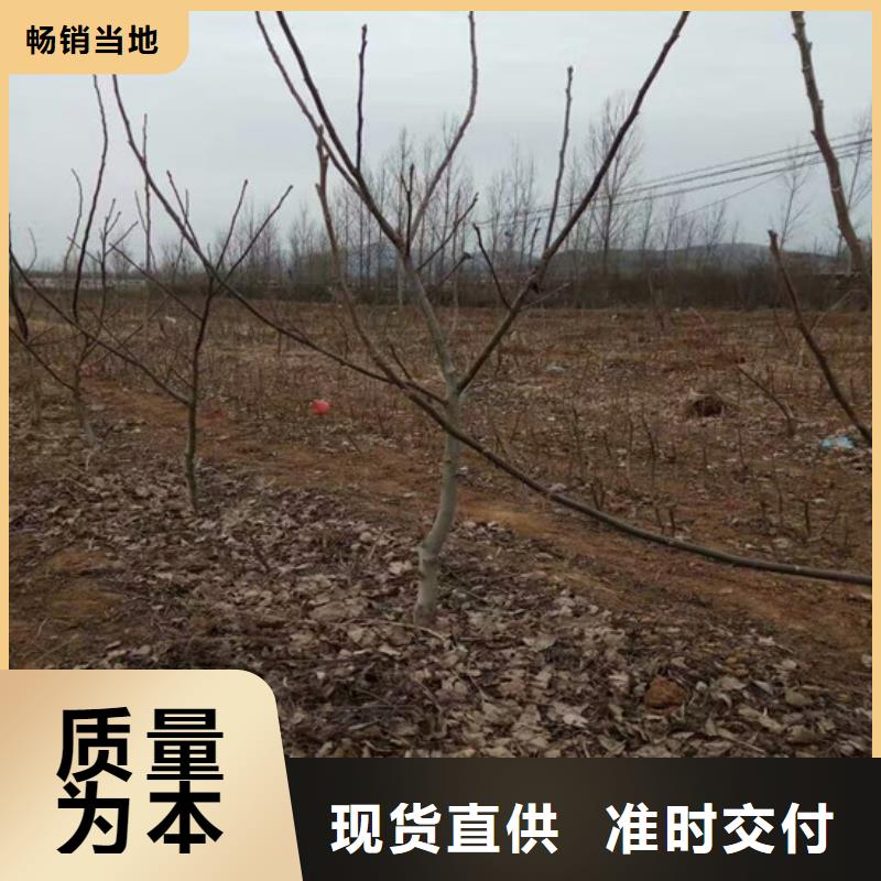 核桃苗【苹果苗】一站式采购当地厂家值得信赖