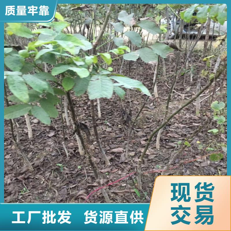 核桃苗【红油香椿树苗】批发商同城经销商