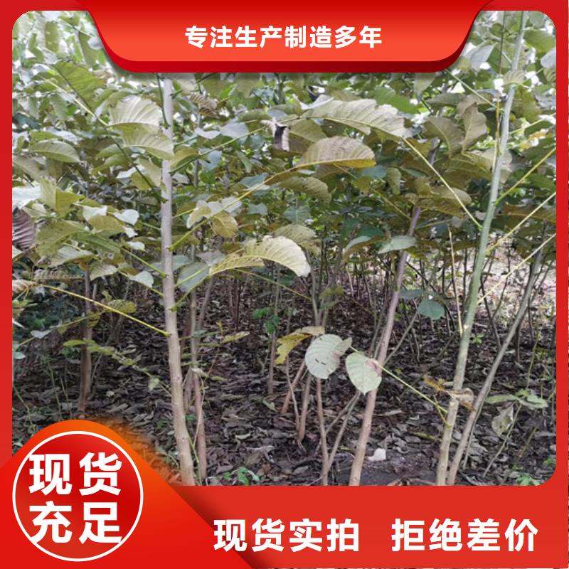 【核桃苗_天仙醉草莓苗厂家直接面向客户】丰富的行业经验