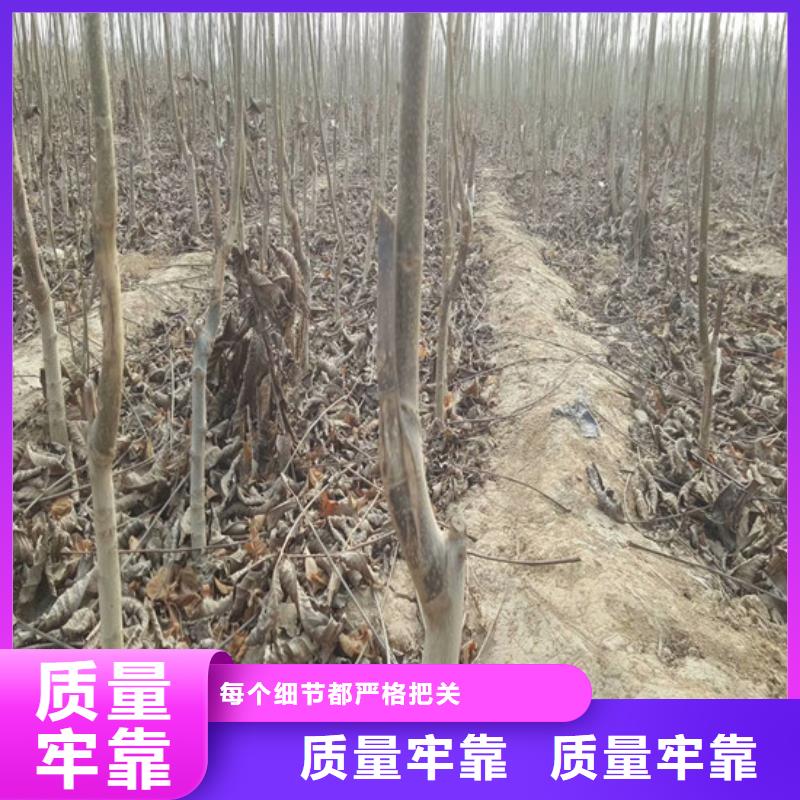 核桃苗白桃树苗源头厂家量大价优专业的生产厂家