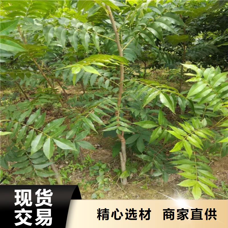 核桃苗果树苗批发基地可接急单当地服务商