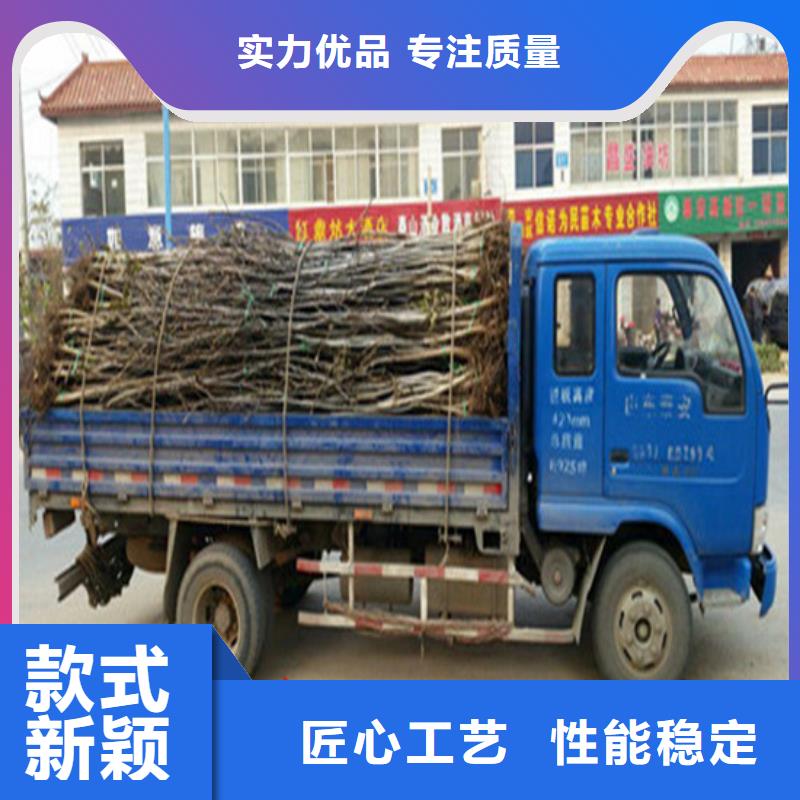 核桃苗无花果树苗为您精心挑选专业的生产厂家