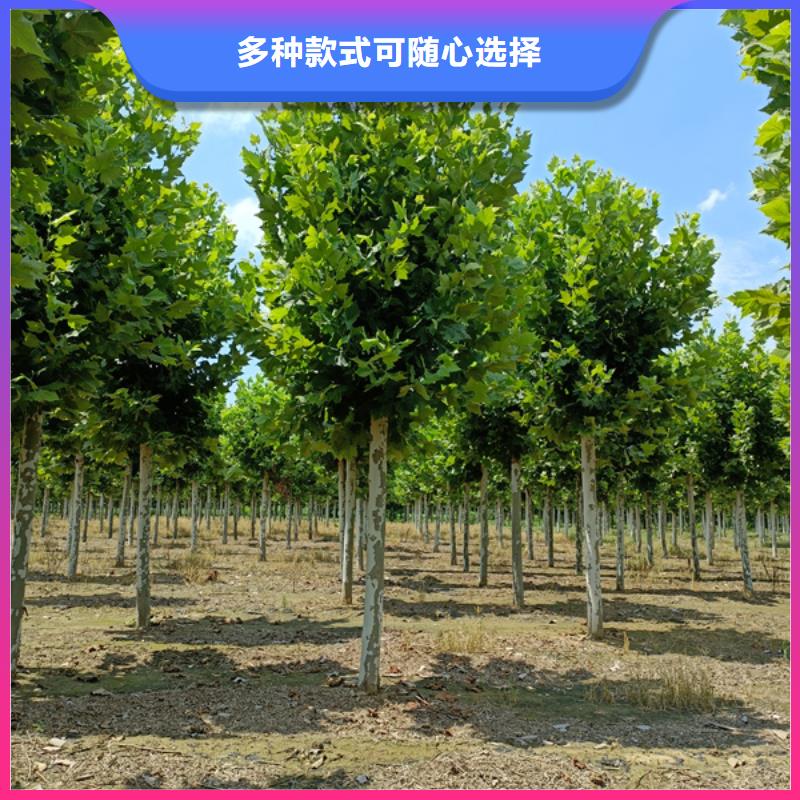 法桐源厂直销海量货源