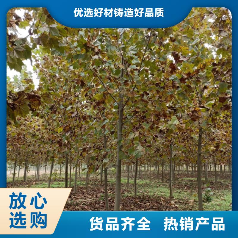 法桐,截杆发帽工艺层层把关品质做服务