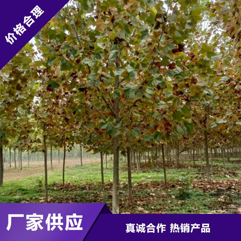 【法桐】金叶白蜡好货直销多种规格库存充足