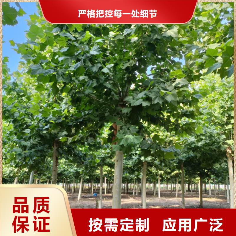【法桐】国槐多年经验值得信赖当地经销商