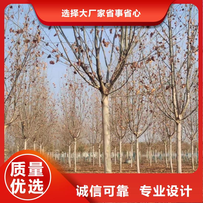 【法桐国槐货到付款】省心又省钱